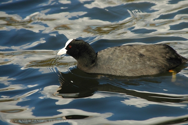 coot, coots, coots fighting,-1.jpg - COOT - BAFFINS POND
